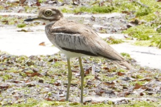 Burhinus vermiculatus - Wassertriel (Wellentriel)